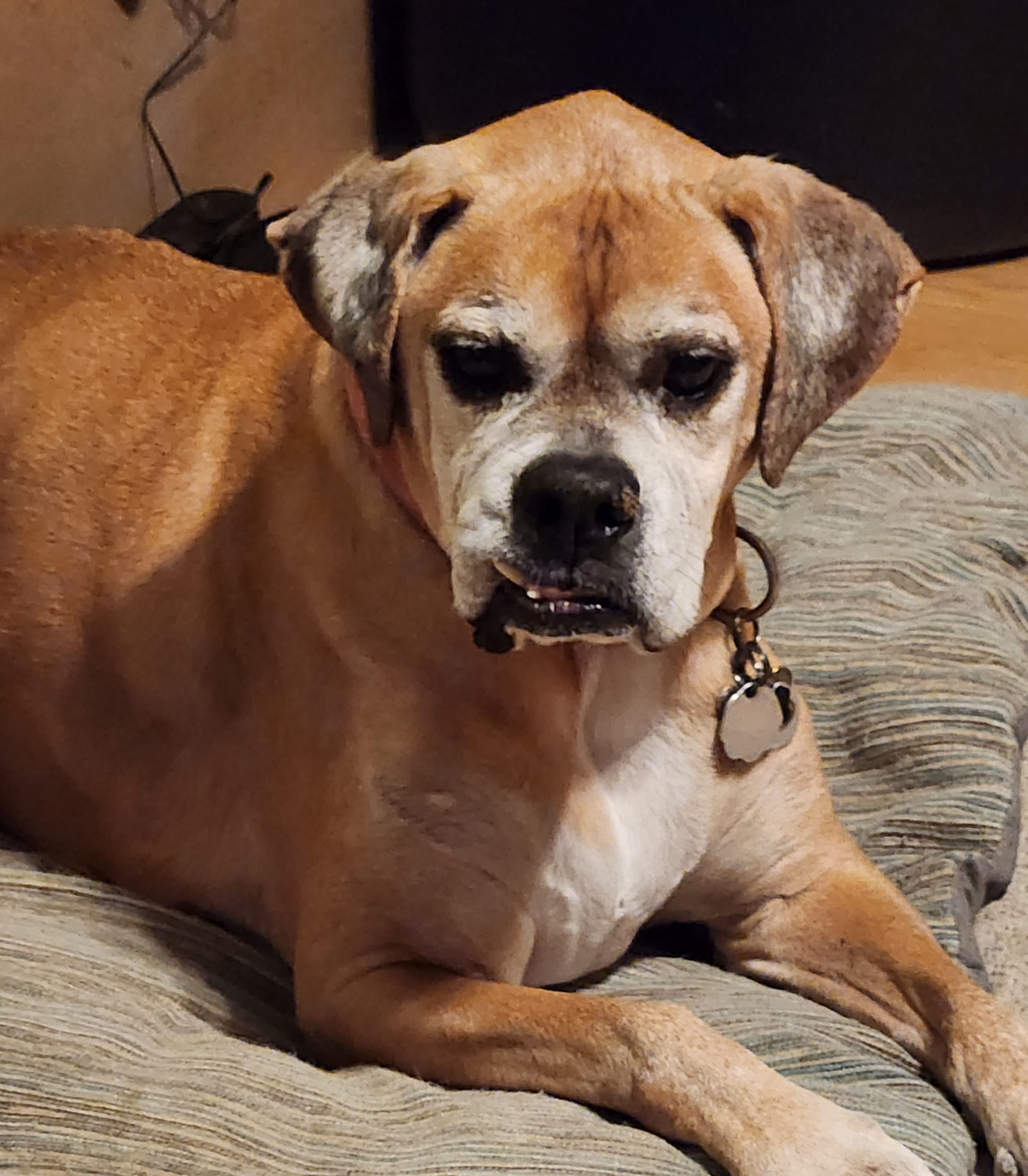 Welcome to MyPamperedPaw!