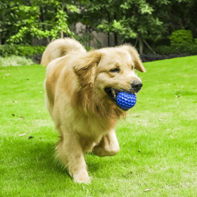 Pet bite-resistant interactive throwing dog toys with big and small dogs sound grinding toy-V