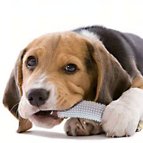 New pet toys cucumber dog biting and grinding toys biting-resistant interactive dog toys training to relieve boredom and dog biting sticks-T