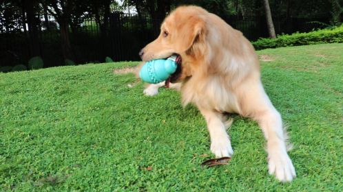Dog Leakage Toy Round Jar Bottle Shape Dog Chew Toys Dogs Puppies Teething Clean Aggressive Chewer Pets Safe Bite Chew Toys