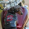 Biker Dawg Black