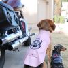 Biker Dawg Black